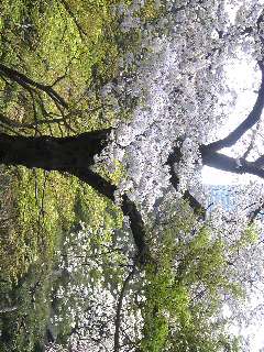 八芳園